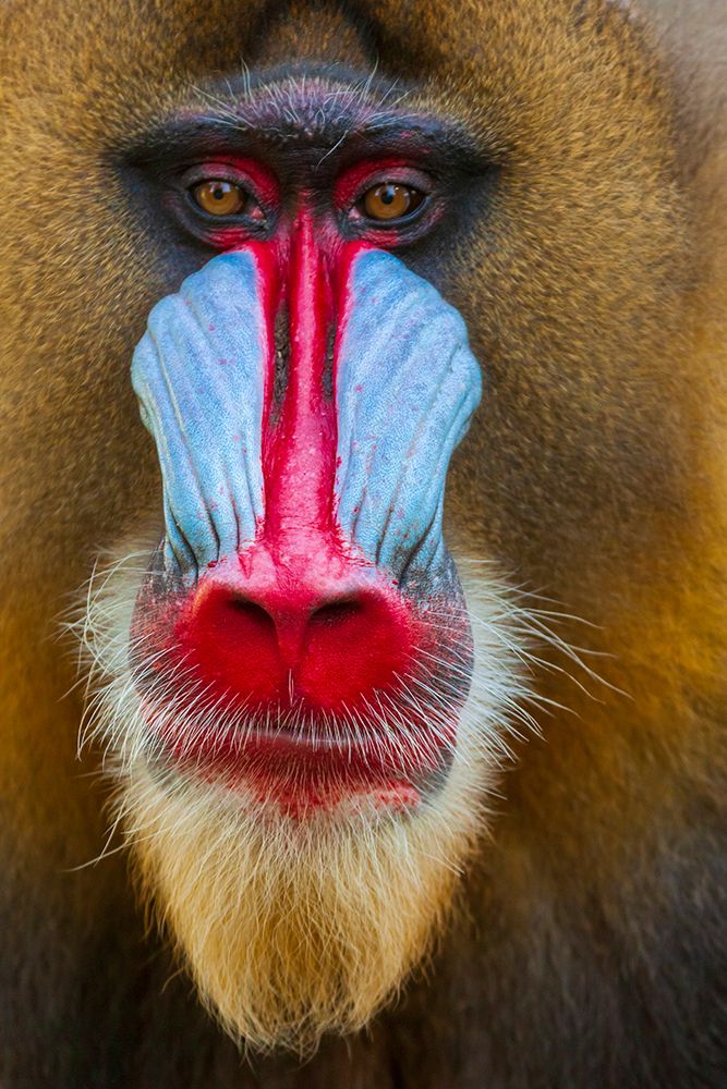 Close-up of the face of a mandrill (Mandrillus sphinx). Captive. art print by Tom Haseltine for $57.95 CAD